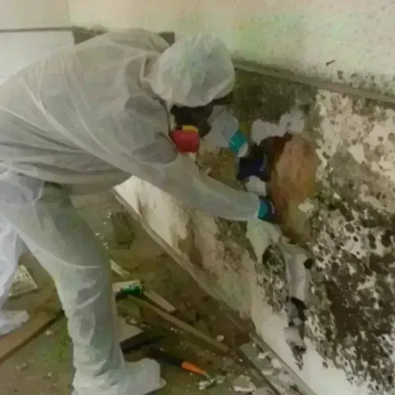 Mold Remediation and Removal in Pasco, WA